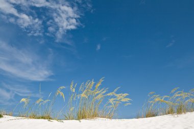 Sand dune and grasses clipart