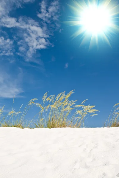 Beach sand dune grasses — Stock Photo, Image