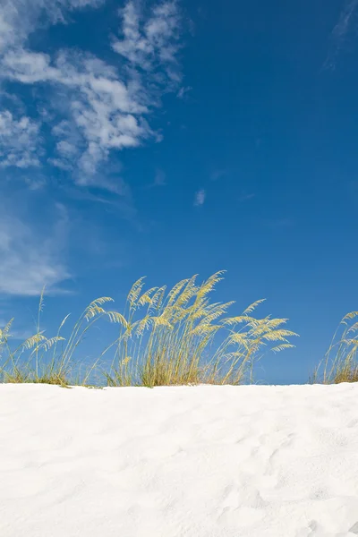Praia duna de areia gramíneas — Fotografia de Stock