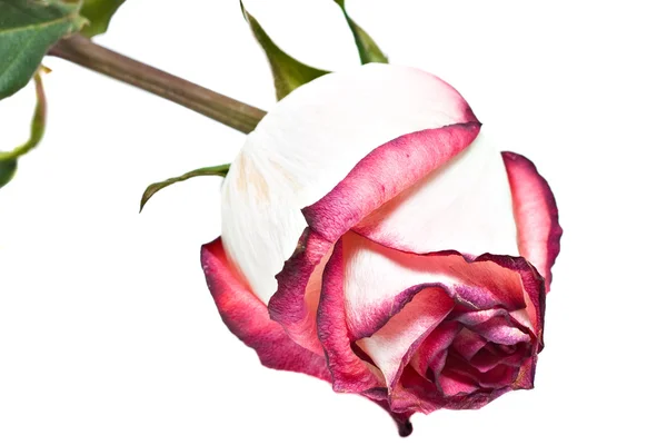 Visset rose — Stockfoto