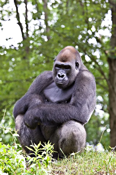 Männlicher Silberrücken-Gorilla — Stockfoto