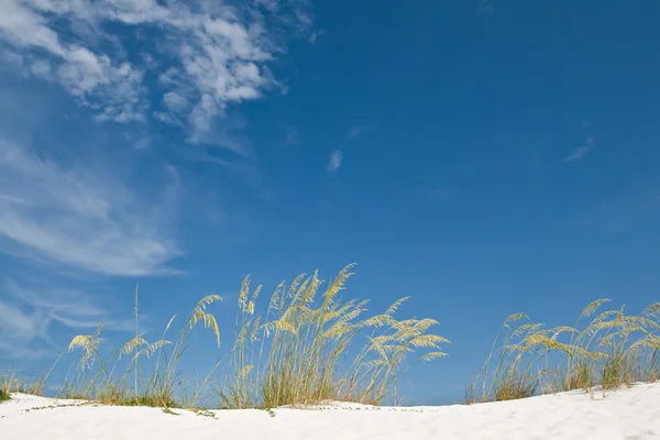 Písečné duny a trav. — Stock fotografie