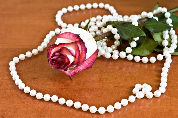 Zvadlá růže s perlami — Stock fotografie