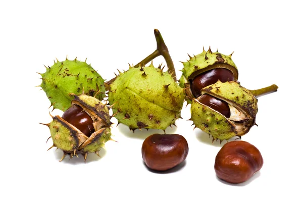 stock image Chestnut