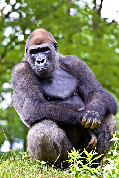 Close-up de um grande gorila macho — Fotografia de Stock