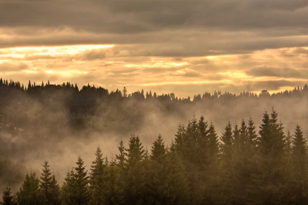 Δέντρα, σε ένα τοπίο ομίχλη το πρωί — Φωτογραφία Αρχείου