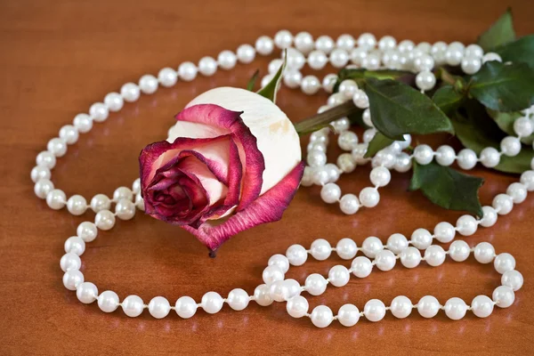 Zvadlá růže s perlami — Stock fotografie