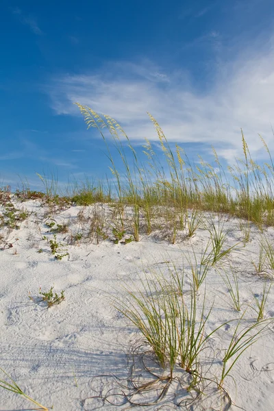 Playa dunas de arena hierbas —  Fotos de Stock