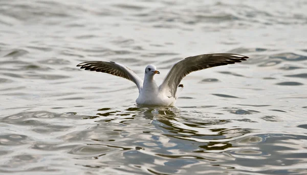 Close-up of seagull — Stock Photo, Image