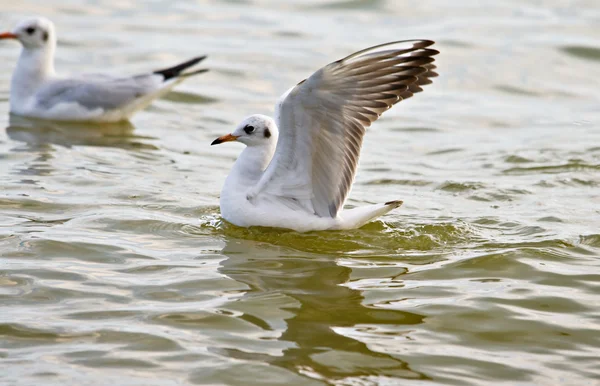 Caça às gaivotas — Fotografia de Stock