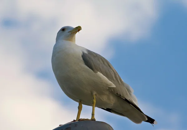 Seagull sitter på en rostig inlägg — Stockfoto
