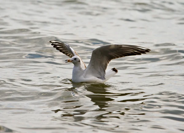 stock image Seagull