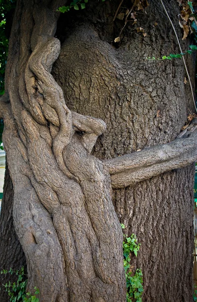 stock image Tree trunk