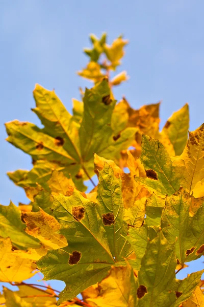 Hojas de otoño sobre el cielo azul — Foto de Stock