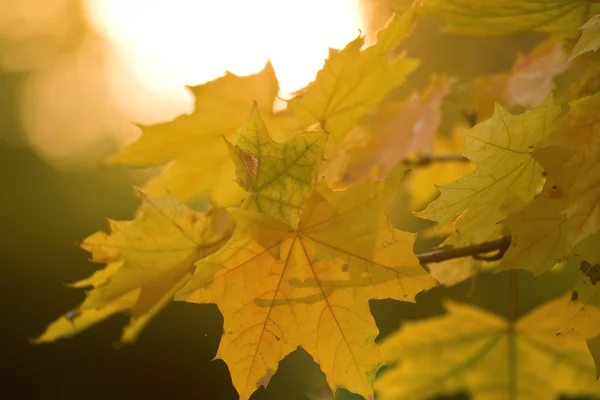 Őszi levelek nagyon sekély fókusz — Stock Fotó