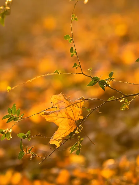 Hojas de otoño, enfoque muy superficial — Foto de Stock