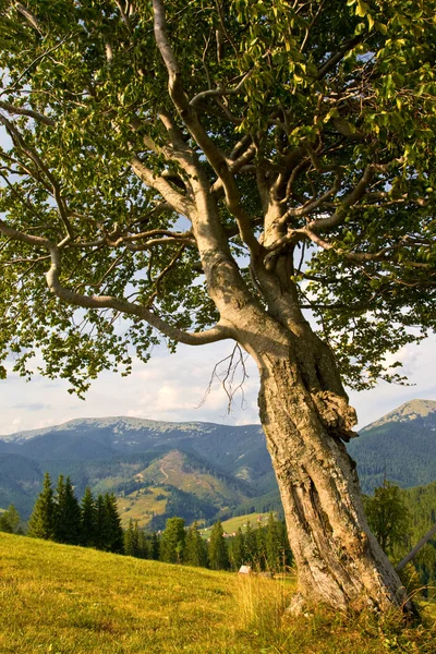 Feldlandschaft mit altem Baum — Stockfoto