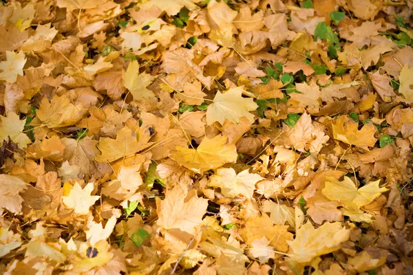 Hojas de otoño en el suelo —  Fotos de Stock