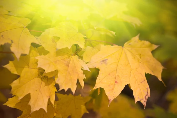 Autumn leaves with sunlight — Stock Photo, Image