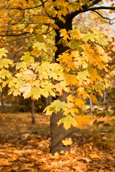 Parktaki sonbahar ağacı — Stok fotoğraf