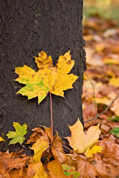 Herbstliches Baumfragment — Stockfoto