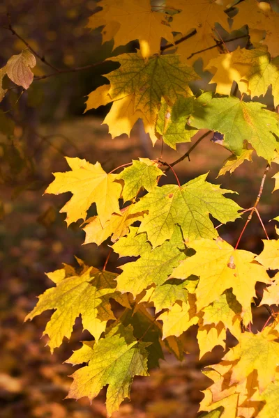 Hermosas hojas de otoño —  Fotos de Stock