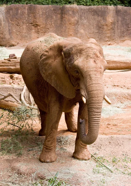 Grande elefante africano selvatico — Foto Stock