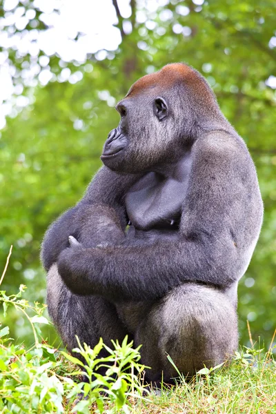 Primer plano de un gran gorila macho — Foto de Stock