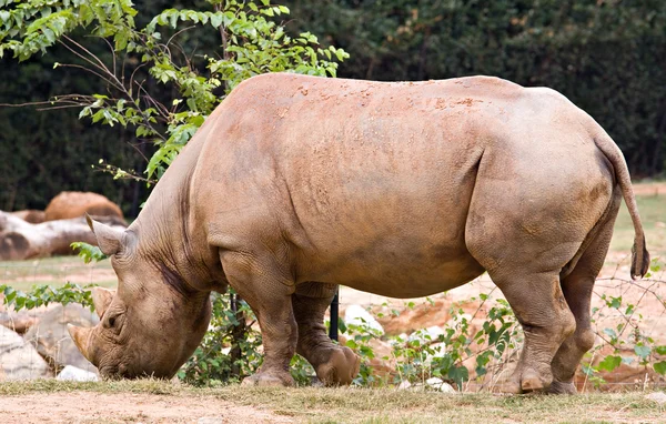 Rinoceronte allo zoo — Foto Stock