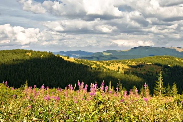 Dağ manzarası ile yeşil tepelerin ve çiçekler — Stok fotoğraf
