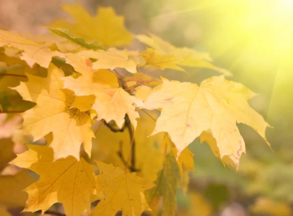 Autumn leaves background with sunlight — Stock Photo, Image