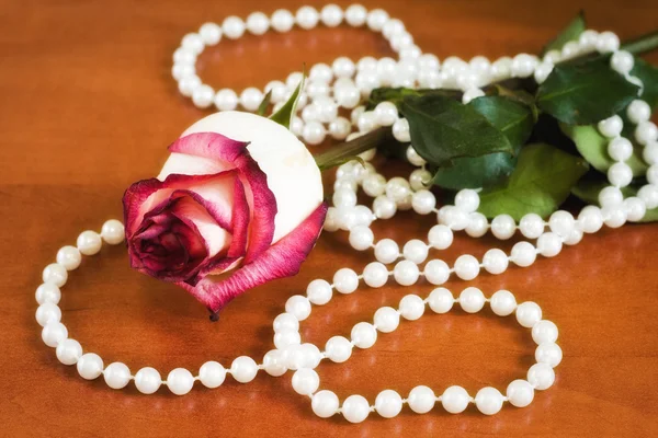 Růže s perlami — Stock fotografie