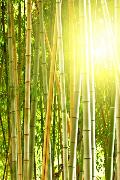 stock image Bamboo forest with morning sunlight