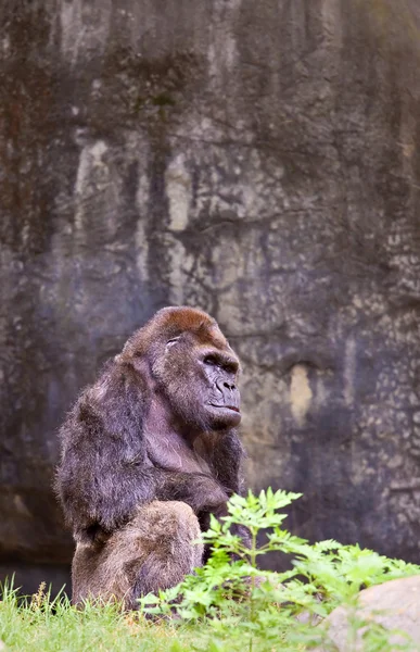Duży męski goryl — Zdjęcie stockowe