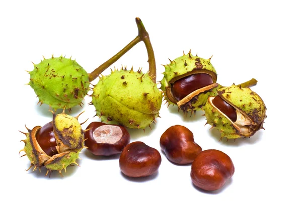 stock image Chestnuts