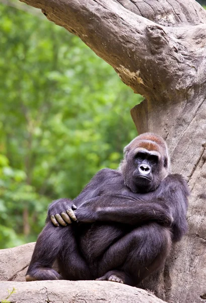 Close-up van een grote mannelijke gorilla — Stockfoto