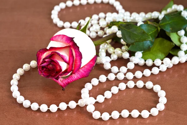 Růže s perlami — Stock fotografie