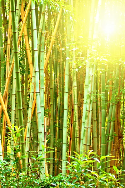 stock image Bamboo forest