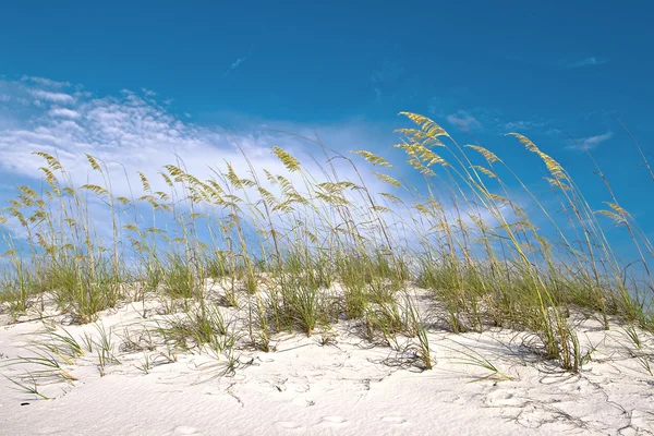 Trawa wydmowa w pobliżu plaży — Zdjęcie stockowe