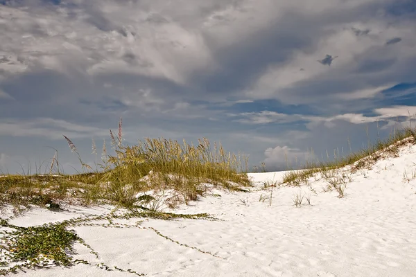 Písečné duny tráva — Stock fotografie