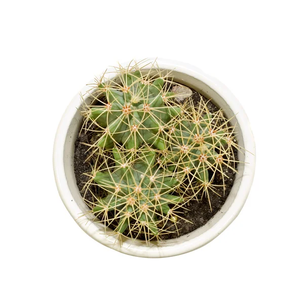 stock image Cactus background