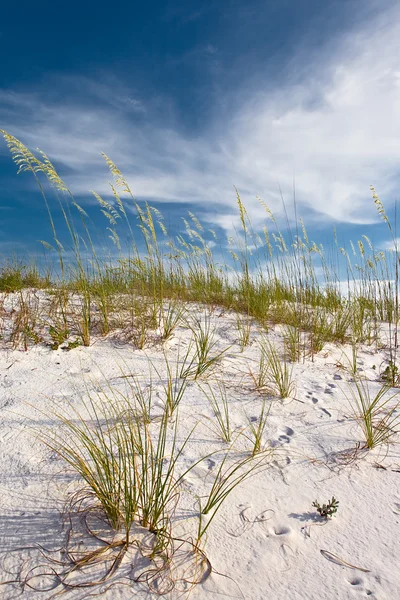 stock image Sand dunes
