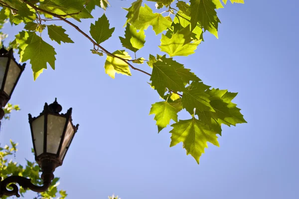 Hojas verdes y poste de lámpara — Foto de Stock