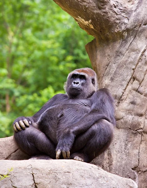 Großer männlicher Gorilla — Stockfoto