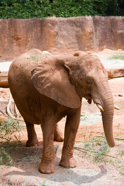 Μεγάλα άγρια αφρικανικός ελέφαντας — Φωτογραφία Αρχείου