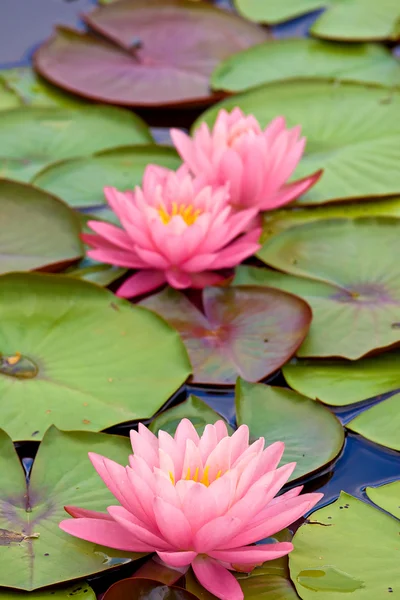 stock image Closeup view of water lily