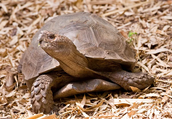 Γιγάντια χελώνα — Φωτογραφία Αρχείου