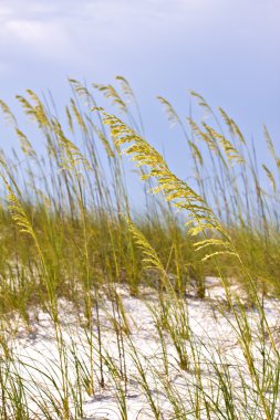 Grass turf on the beach clipart