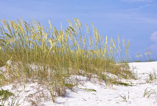 Herbe des dunes près de la plage — Photo