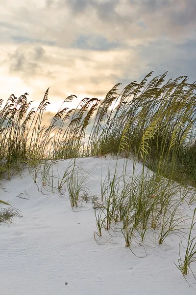 Grama em dunas de areia ao pôr do sol — Fotografia de Stock